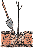 Illustration of a bare root tree being planted according to the fifth step.